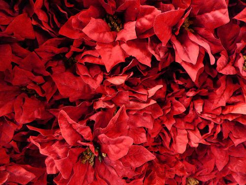 Poinsettia Background For Christmas