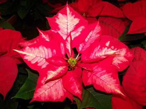 poinsettia pink and white color version potted plant