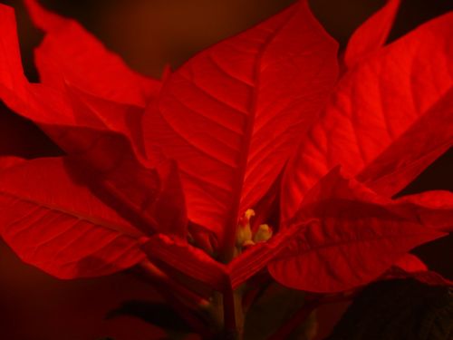 poinsettia euphorbia pulcherrima