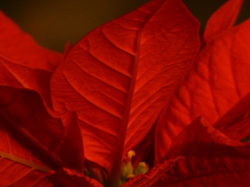 poinsettia euphorbia pulcherrima