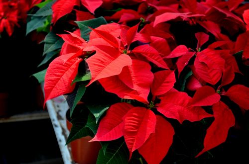 Poinsettia