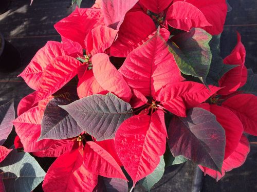 poinsettia red flower flower