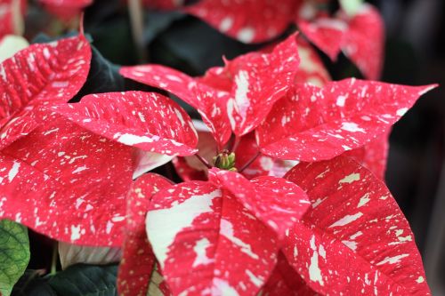 poinsettia christmas flower star of bethlehem