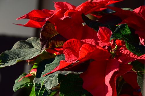 poinsettia euphorbia pulcherrima