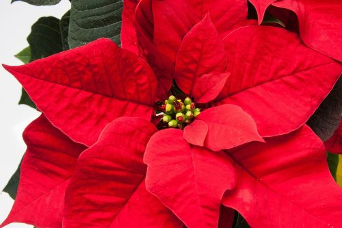 poinsettia euphorbia pulcherrima