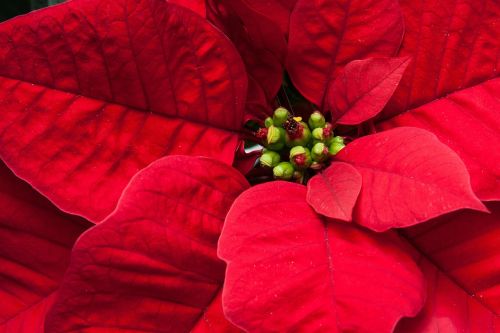 poinsettia euphorbia pulcherrima