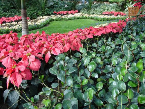 poinsettia christmas decoration