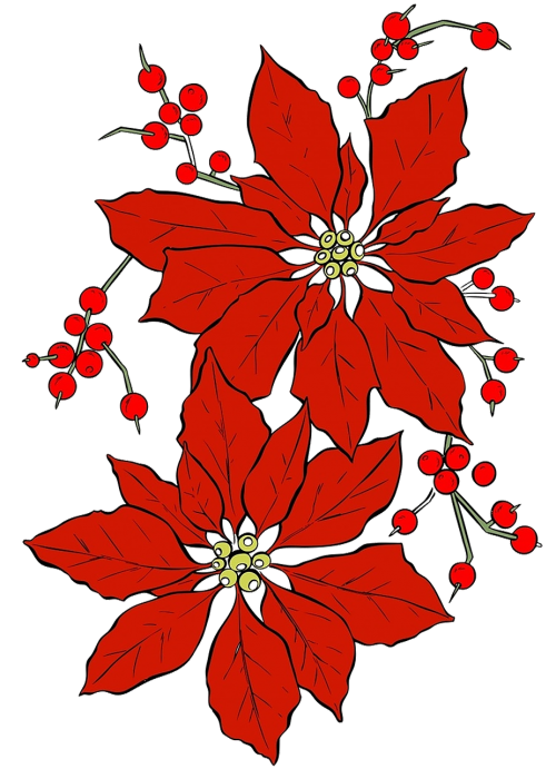 poinsettia christmas red flower