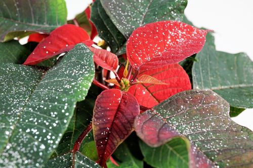 poinsettia glitter adventsstern