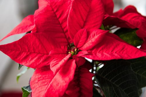 poinsettia plant red flower