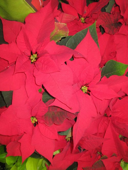 poinsettia christmas wildflower