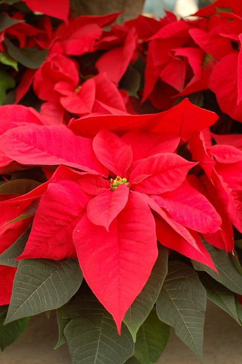 poinsettia flowers red