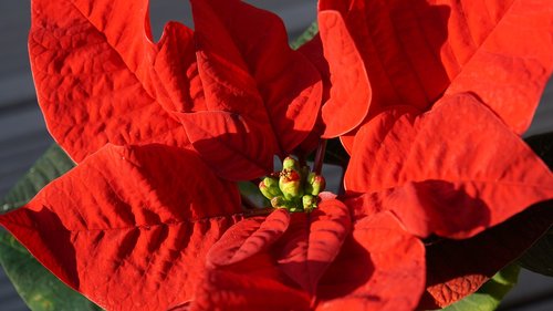 poinsettia  plant  red