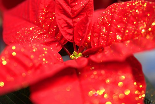 poinsettia  flower  christmas