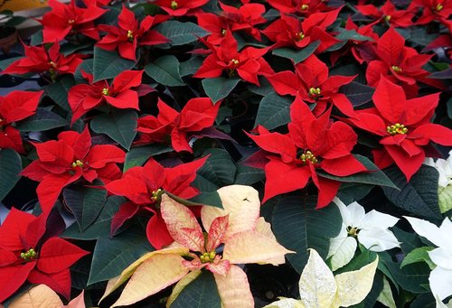 poinsettia  flowers  red