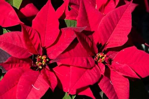 poinsettia leaves flowers