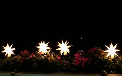 poinsettia light christmas time