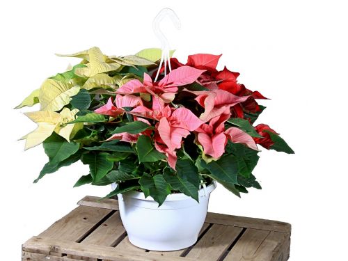 poinsettia red white