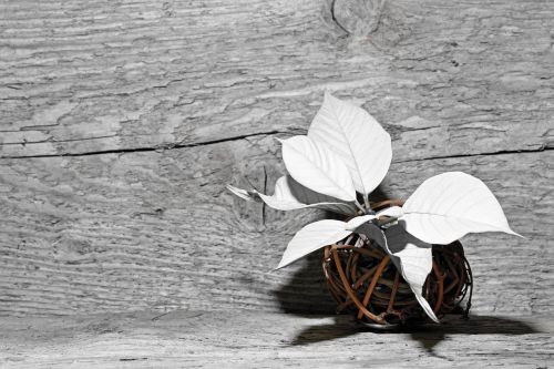 poinsettia decoration wood