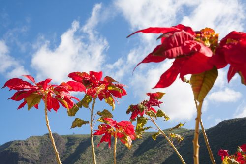 poinsettia euphorbia pulcherrima