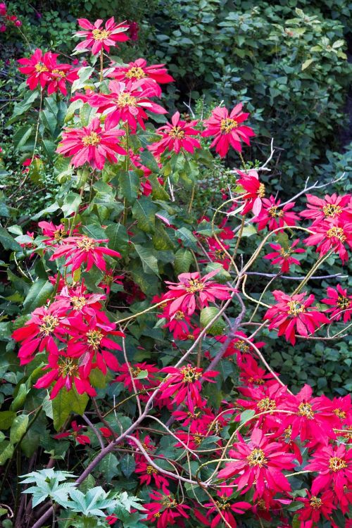 poinsettia euphorbia pulcherrima