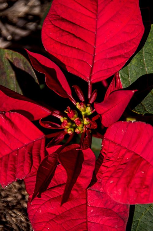 poinsettia leaves flowers