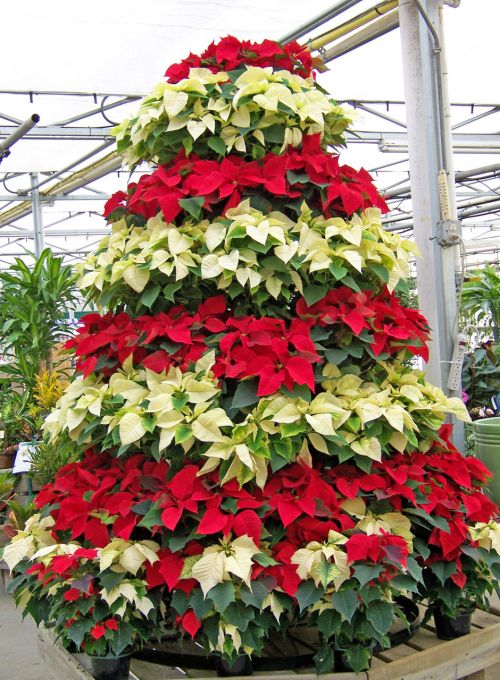 Poinsettia Christmas Tree