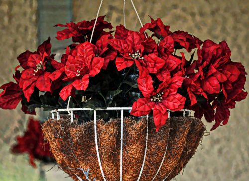 Poinsettia Hanging Basket
