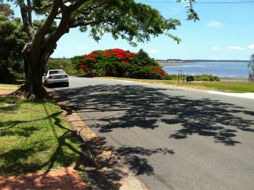 poinsettia tree coastal view redland bay queensland