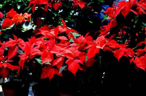 Poinsettias