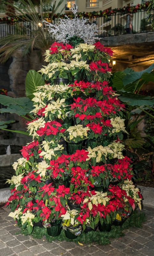 poinsettias tree christmas