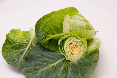 pointed cabbage  kohl  vegetables