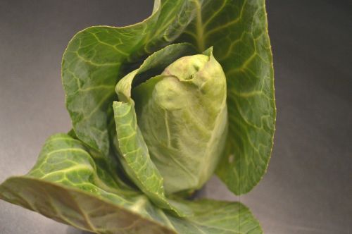 pointed cabbage kohl vegetables
