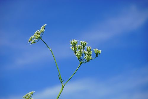 pointed-chervil inflorescence flowers