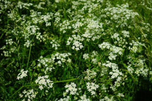 pointed-chervil flowers white