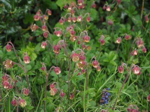 pointed flower avens geum rivale