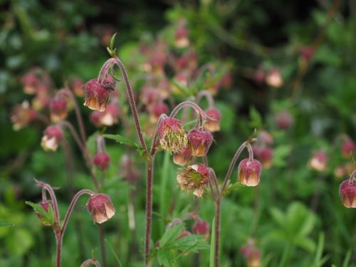 pointed flower avens geum rivale