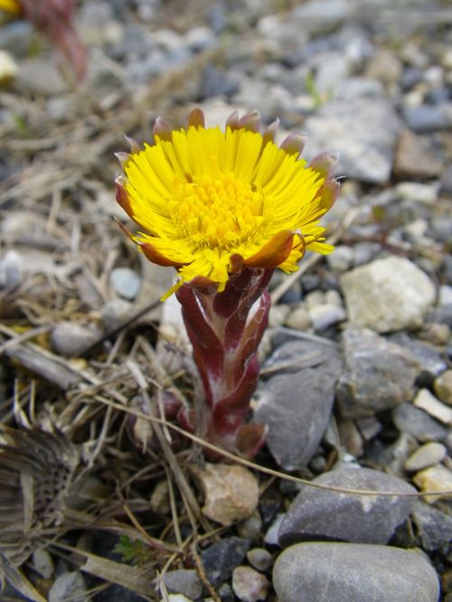 pointed flower spring yellow