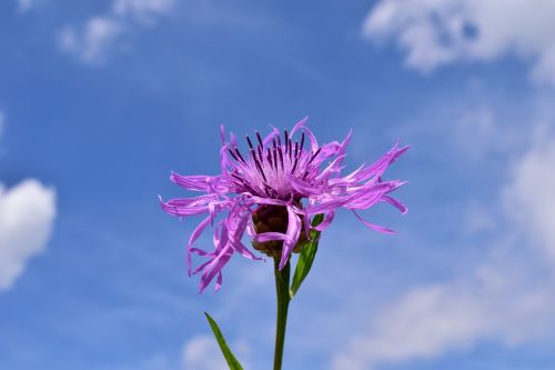 knapweed centaurea jacea had knapweed