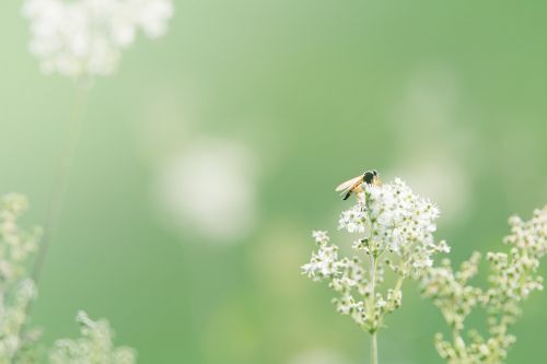 wild flower background flower