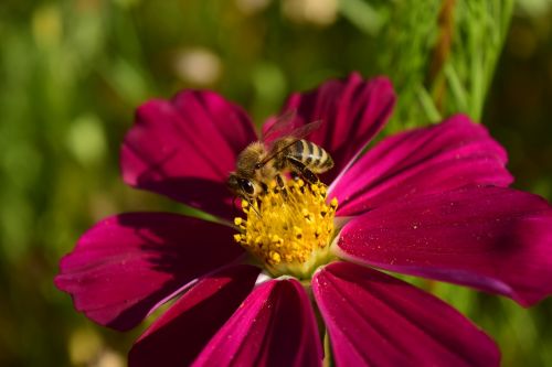 pointed flower bee flower