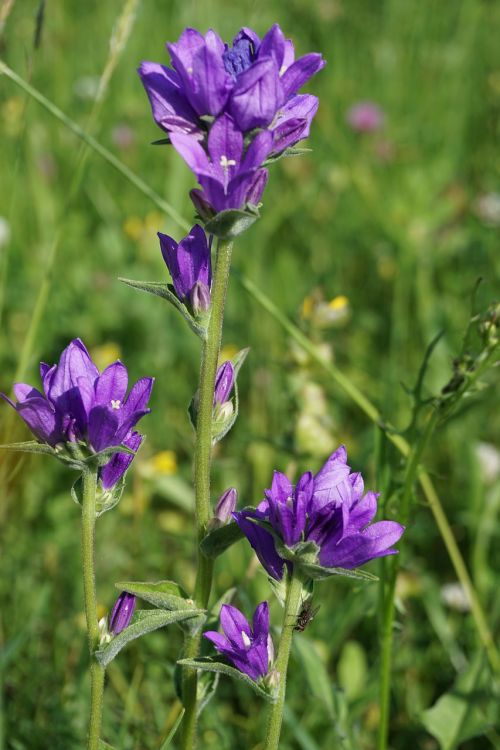 pointed flower blossom bloom