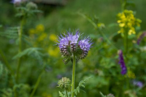 pointed flower blue summer