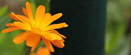pointed flower orange flower nature