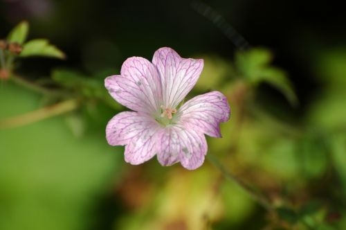 pointed flower blossom bloom