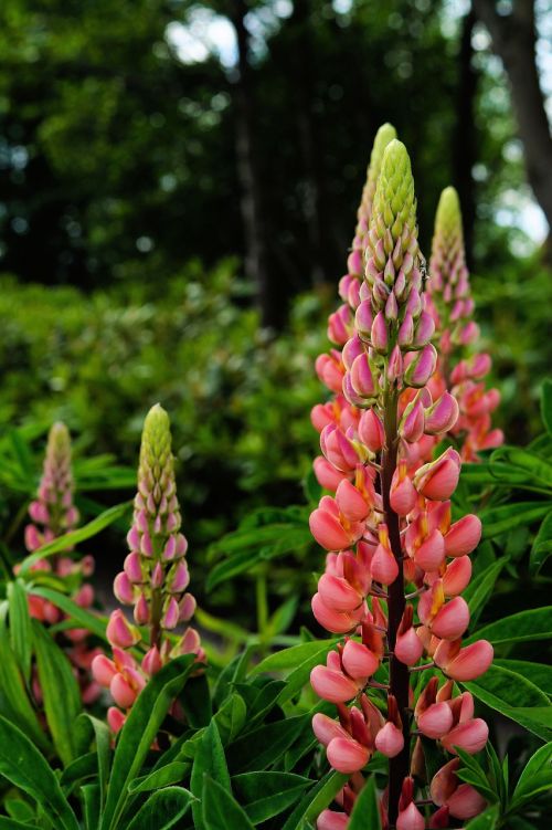 pointed flower flower blossom