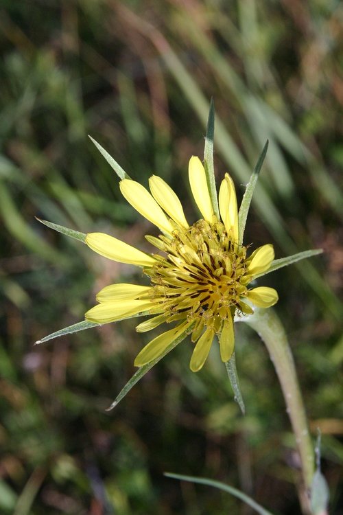 pointed flower  nature  flower