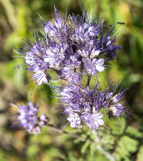 pointed flower  plant  flower