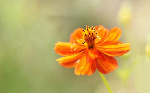 pointed flower  orange  yellow