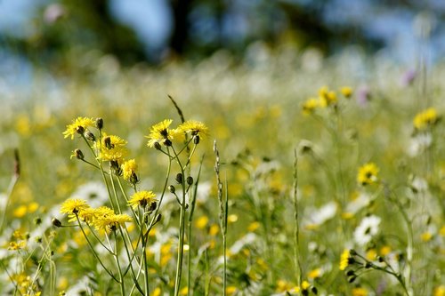 pointed flower  flower  yellow